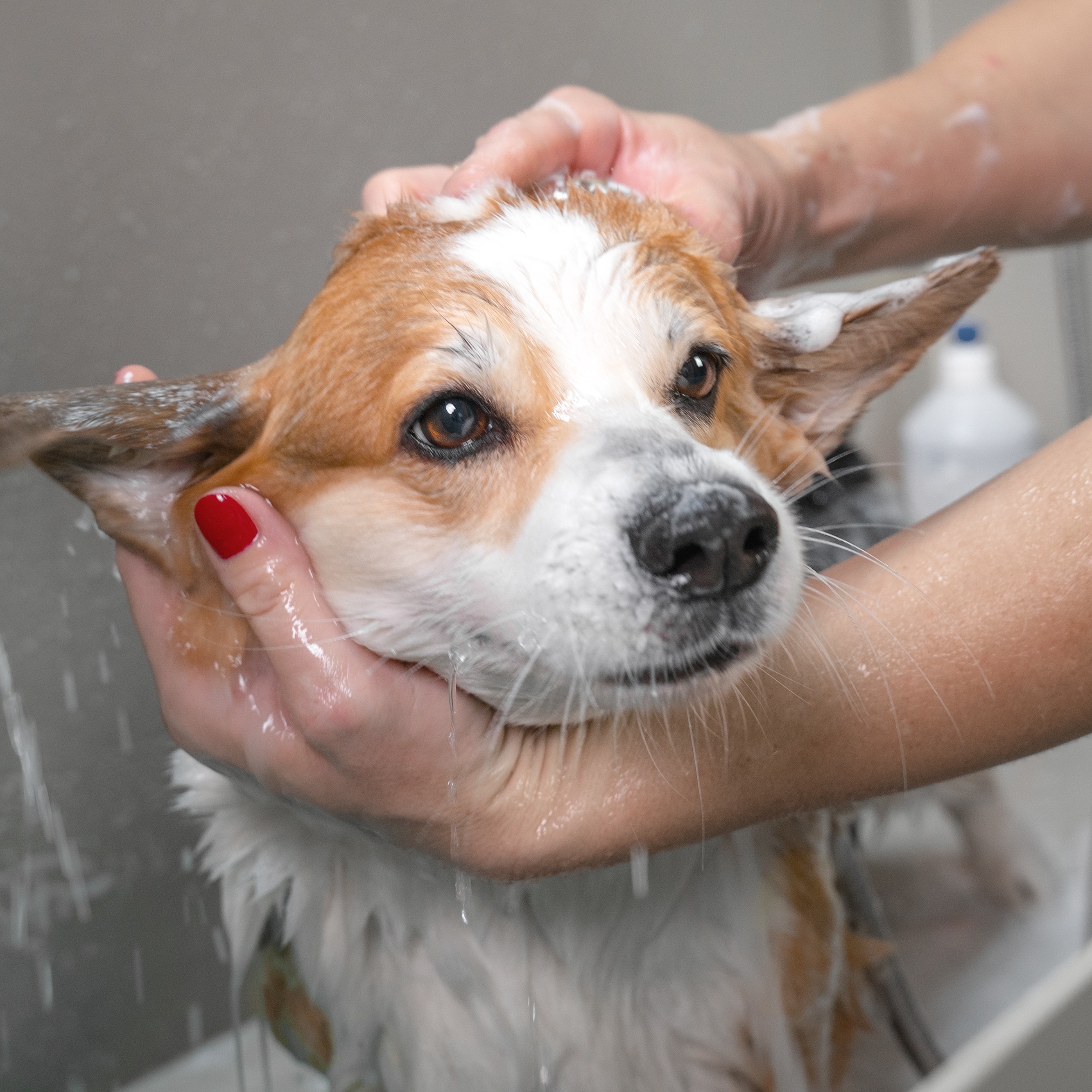 shutterstock_1559493740.jpg